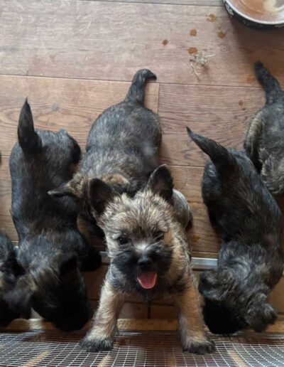 Cairn Terrier Welpen Gruppw im Allgäu